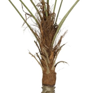 glo-21107-21107_4.webp GLOBOSTAR® ARTIFICIAL GARDEN WASHINGTONIA FILIFERA TREE 21107 ΤΕΧΝΗΤΟ ΔΙΑΚΟΣΜΗΤΙΚΟ ΦΟΙΝΙΚΟ