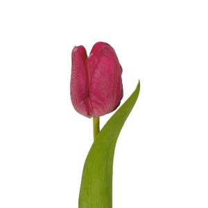 glo-21201-21201_3.webp GLOBOSTAR® ARTIFICIAL GARDEN HOT PINK TULIP BRANCH 21201 ΤΕΧΝΗΤΟ ΔΙΑΚΟΣΜΗΤΙΚΟ ΚΛΑΔΙ ΕΝΤΟΝΟ
