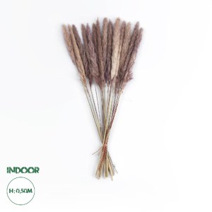 glo-21215-21215_0 GLOBOSTAR® ARTIFICIAL GARDEN REAL DRIED BROWN PAMPAS GRASS BUNCH 21215 ΑΠΟΞΗΡΑΜΕΝΟ ΔΙΑΚΟΣΜ
