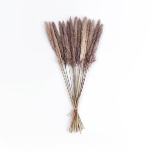 glo-21215-21215_2 GLOBOSTAR® ARTIFICIAL GARDEN REAL DRIED BROWN PAMPAS GRASS BUNCH 21215 ΑΠΟΞΗΡΑΜΕΝΟ ΔΙΑΚΟΣΜ