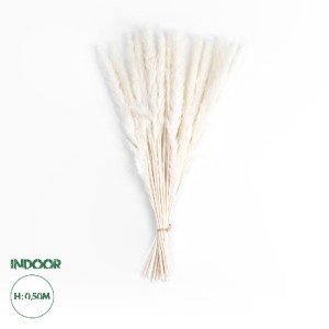 glo-21216-21216_0 GLOBOSTAR® ARTIFICIAL GARDEN REAL DRIED BEIGE PAMPAS GRASS BUNCH 21216 ΑΠΟΞΗΡΑΜΕΝΟ ΔΙΑΚΟΣΜ