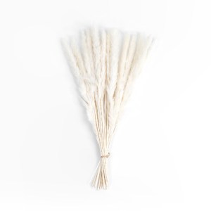 glo-21216-21216_2 GLOBOSTAR® ARTIFICIAL GARDEN REAL DRIED BEIGE PAMPAS GRASS BUNCH 21216 ΑΠΟΞΗΡΑΜΕΝΟ ΔΙΑΚΟΣΜ