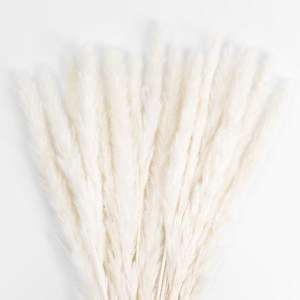 glo-21216-21216_3 GLOBOSTAR® ARTIFICIAL GARDEN REAL DRIED BEIGE PAMPAS GRASS BUNCH 21216 ΑΠΟΞΗΡΑΜΕΝΟ ΔΙΑΚΟΣΜ