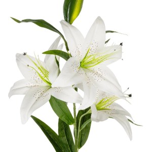 glo-21312-21312_3.webp GLOBOSTAR® ARTIFICIAL GARDEN WHITE LILLY BRANCH 21312 ΤΕΧΝΗΤΟ ΔΙΑΚΟΣΜΗΤΙΚΟ ΚΛΑΔΙ ΛΕΥΚΟ ΚΡΙ