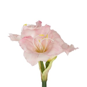 glo-21390-21390_3.webp GLOBOSTAR® ARTIFICIAL GARDEN PINK KAFFIR LILY BRANCH 21390 ΤΕΧΝΗΤΟ ΔΙΑΚΟΣΜΗΤΙΚΟ ΚΛΑΔΙ ΡΟΖ 