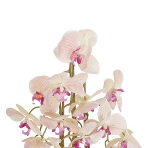 glo-21400-21400_3.webp GLOBOSTAR® ARTIFICIAL GARDEN BUTTERFLY ORCHID BONSAI 21400 ΤΕΧΝΗΤΟ ΔΙΑΚΟΣΜΗΤΙΚΟ ΦΥΤΟ ΟΡΧΙΔ