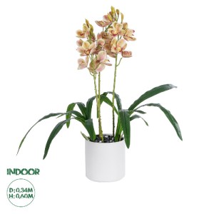 glo-21404-21404_0 GLOBOSTAR® ARTIFICIAL GARDEN CHAMPAGNE CHERRY CYMBIDIUM 21404 ΔΙΑΚΟΣΜΗΤΙΚΟ ΦΥΤΟ ΣΑΜΠΑΝΙΖΕ 