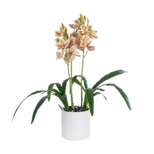 glo-21404-21404_2 GLOBOSTAR® ARTIFICIAL GARDEN CHAMPAGNE CHERRY CYMBIDIUM 21404 ΔΙΑΚΟΣΜΗΤΙΚΟ ΦΥΤΟ ΣΑΜΠΑΝΙΖΕ 