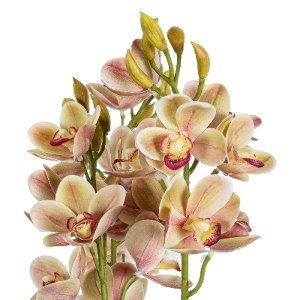 glo-21404-21404_3 GLOBOSTAR® ARTIFICIAL GARDEN CHAMPAGNE CHERRY CYMBIDIUM 21404 ΔΙΑΚΟΣΜΗΤΙΚΟ ΦΥΤΟ ΣΑΜΠΑΝΙΖΕ 