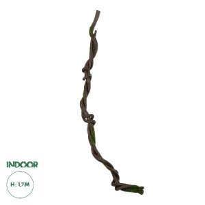 glo-21465-21465_0.webp GLOBOSTAR® ARTIFICIAL GARDEN VINE BRANCH 21465 ΤΕΧΝΗΤΟ ΔΙΑΚΟΣΜΗΤΙΚΟ ΚΛΑΔΙ ΑΜΠΕΛΙΟΥ Y170CM
