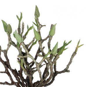 glo-21466-21466_3.webp GLOBOSTAR® ARTIFICIAL GARDEN GREEN ORCHID BOUQET 21466 ΤΕΧΝΗΤΟ ΔΙΑΚΟΣΜΗΤΙΚΟ ΜΠΟΥΚΕΤΟ ΠΡΑΣΙ