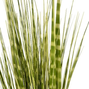 glo-21481-21481_3.webp GLOBOSTAR® ARTIFICIAL GARDEN ZEBRA GRASS 21481 ΤΕΧΝΗΤΟ ΔΙΑΚΟΣΜΗΤΙΚΟ ΦΥΤΟ ΖΕΜΠΡΑ Μ30 X Π20 