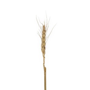 glo-21488-21488_3.webp GLOBOSTAR® ARTIFICIAL GARDEN REAL DRIED WHEAT GRASS 21488 ΤΕΧΝΗΤΟ ΔΙΑΚΟΣΜΗΤΙΚΟ ΚΛΑΔΙ ΣΙΤΑΡ