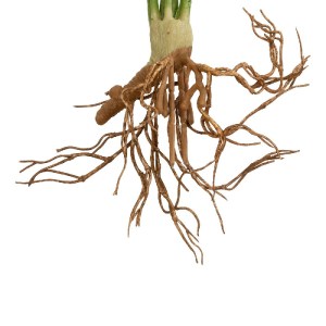 glo-21490-21490_4.webp GLOBOSTAR® ARTIFICIAL GARDEN BEGONIA LEAVES ROOTED 21490 ΤΕΧΝΗΤΟ ΔΙΑΚΟΣΜΗΤΙΚΟ ΦΥΤΟ ΠΟΛΥΧΡΩ