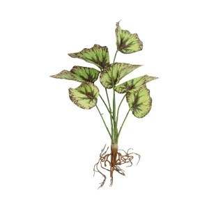 glo-21491-21491_2.webp GLOBOSTAR® ARTIFICIAL GARDEN BEGONIA LEAVES ROOTED 21491 ΤΕΧΝΗΤΟ ΔΙΑΚΟΣΜΗΤΙΚΟ ΦΥΤΟ ΠΟΛΥΧΡΩ