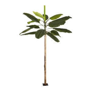 glo-21501-21501_2.webp GLOBOSTAR® ARTIFICIAL GARDEN BANANA TREE 21501 ΤΕΧΝΗΤΟ ΔΙΑΚΟΣΜΗΤΙΚΟ ΔΕΝΤΡΟ ΜΠΑΝΑΝΙΑΣ Υ400C