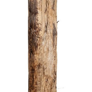 glo-21502-21502_6.webp GLOBOSTAR® ARTIFICIAL GARDEN BANANA TREE 21502 ΤΕΧΝΗΤΟ ΔΙΑΚΟΣΜΗΤΙΚΟ ΔΕΝΤΡΟ ΜΠΑΝΑΝΙΑΣ Υ500C