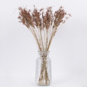glo-36500-36500_3 GLOBOSTAR® CYPERUS 36500 ΑΠΟΞΗΡΑΜΕΝΟ ΦΥΤΟ ΚΥΠΕΙΡΟΣ - ΜΠΟΥΚΕΤΟ ΔΙΑΚΟΣΜΗΤΙΚΩΝ ΚΛΑΔΙΩΝ ΜΠΕΖ -