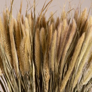 glo-36503-36503_2 GLOBOSTAR® PENNISETUM 36503 ΑΠΟΞΗΡΑΜΕΝΟ ΦΥΤΟ ΠΕΝΝΗΣΙΟ - ΜΠΟΥΚΕΤΟ ΔΙΑΚΟΣΜΗΤΙΚΩΝ ΚΛΑΔΙΩΝ ΜΠΕ