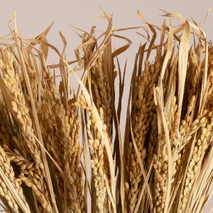 glo-36505-36505_2 GLOBOSTAR® RISEGRASS 36505 ΑΠΟΞΗΡΑΜΕΝΟ ΦΥΤΟ ΡΥΖΙ - ΜΠΟΥΚΕΤΟ ΔΙΑΚΟΣΜΗΤΙΚΩΝ ΚΛΑΔΙΩΝ ΜΠΕΖ Υ60