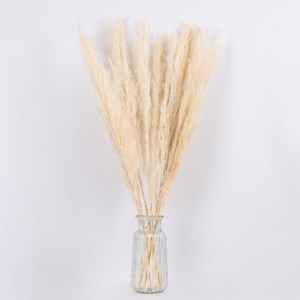 glo-36507-36507_3 GLOBOSTAR® PAMPASGRASS 36507 ΑΠΟΞΗΡΑΜΕΝΟ ΦΥΤΟ ΓΡΑΣΙΔΙ ΤΗΣ ΠΑΜΠΑΣ - ΜΠΟΥΚΕΤΟ ΔΙΑΚΟΣΜΗΤΙΚΩΝ 