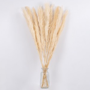glo-36508-36508_3 GLOBOSTAR® PAMPASGRASS 36508 ΑΠΟΞΗΡΑΜΕΝΟ ΦΥΤΟ ΓΡΑΣΙΔΙ ΤΗΣ ΠΑΜΠΑΣ - ΜΠΟΥΚΕΤΟ ΔΙΑΚΟΣΜΗΤΙΚΩΝ 
