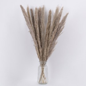glo-36511-36511_3 GLOBOSTAR® PAMPASGRASS 36511 ΑΠΟΞΗΡΑΜΕΝΟ ΦΥΤΟ ΓΡΑΣΙΔΙ ΤΗΣ ΠΑΜΠΑΣ - ΜΠΟΥΚΕΤΟ ΔΙΑΚΟΣΜΗΤΙΚΩΝ 
