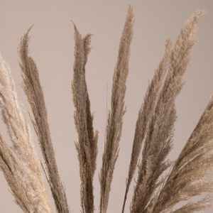 glo-36512-36512_2 GLOBOSTAR® PAMPASGRASS 36512 ΑΠΟΞΗΡΑΜΕΝΟ ΦΥΤΟ ΓΡΑΣΙΔΙ ΤΗΣ ΠΑΜΠΑΣ - ΜΠΟΥΚΕΤΟ ΔΙΑΚΟΣΜΗΤΙΚΩΝ 