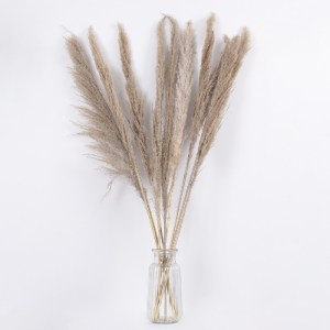 glo-36512-36512_3 GLOBOSTAR® PAMPASGRASS 36512 ΑΠΟΞΗΡΑΜΕΝΟ ΦΥΤΟ ΓΡΑΣΙΔΙ ΤΗΣ ΠΑΜΠΑΣ - ΜΠΟΥΚΕΤΟ ΔΙΑΚΟΣΜΗΤΙΚΩΝ 