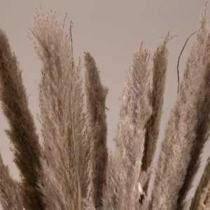 glo-36514-e1ee6a_36511_2 GLOBOSTAR® PAMPASGRASS 36514 ΑΠΟΞΗΡΑΜΕΝΟ ΦΥΤΟ ΓΡΑΣΙΔΙ ΤΗΣ ΠΑΜΠΑΣ - ΜΠΟΥΚΕΤΟ ΔΙΑΚΟΣΜΗΤΙΚΩΝ 