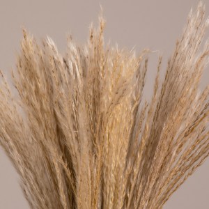 glo-36534-36534_2 GLOBOSTAR® MISCANTHUS 36534 ΑΠΟΞΗΡΑΜΕΝΟ ΦΥΤΟ ΜΙΣΧΑΝΘΟΣ - ΜΠΟΥΚΕΤΟ ΔΙΑΚΟΣΜΗΤΙΚΩΝ ΚΛΑΔΙΩΝ ΜΠ