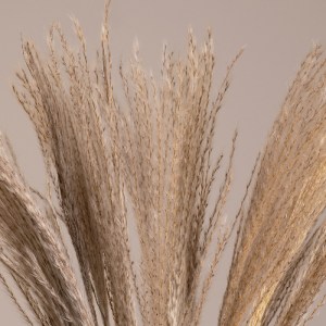 glo-36535-36535_2 GLOBOSTAR® MISCANTHUS 36535 ΑΠΟΞΗΡΑΜΕΝΟ ΦΥΤΟ ΜΙΣΧΑΝΘΟΣ - ΜΠΟΥΚΕΤΟ ΔΙΑΚΟΣΜΗΤΙΚΩΝ ΚΛΑΔΙΩΝ ΜΠ