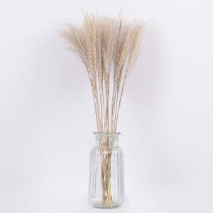 glo-36535-36535_3 GLOBOSTAR® MISCANTHUS 36535 ΑΠΟΞΗΡΑΜΕΝΟ ΦΥΤΟ ΜΙΣΧΑΝΘΟΣ - ΜΠΟΥΚΕΤΟ ΔΙΑΚΟΣΜΗΤΙΚΩΝ ΚΛΑΔΙΩΝ ΜΠ