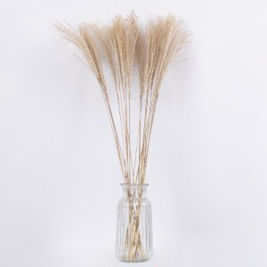 glo-36536-36536_3 GLOBOSTAR® MISCANTHUS 36536 ΑΠΟΞΗΡΑΜΕΝΟ ΦΥΤΟ ΜΙΣΧΑΝΘΟΣ - ΜΠΟΥΚΕΤΟ ΔΙΑΚΟΣΜΗΤΙΚΩΝ ΚΛΑΔΙΩΝ ΜΠ