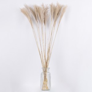 glo-36537-36537_3 GLOBOSTAR® MISCANTHUS 36537 ΑΠΟΞΗΡΑΜΕΝΟ ΦΥΤΟ ΜΙΣΧΑΝΘΟΣ - ΜΠΟΥΚΕΤΟ ΔΙΑΚΟΣΜΗΤΙΚΩΝ ΚΛΑΔΙΩΝ ΜΠ
