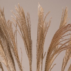 glo-36539-9e8a2c_36536_2 GLOBOSTAR® MISCANTHUS 36539 ΑΠΟΞΗΡΑΜΕΝΟ ΦΥΤΟ ΜΙΣΧΑΝΘΟΣ - ΜΠΟΥΚΕΤΟ ΔΙΑΚΟΣΜΗΤΙΚΩΝ ΚΛΑΔΙΩΝ ΜΠ