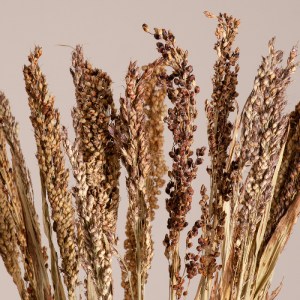 glo-36540-36540_2 GLOBOSTAR® BROOMCORN 36540 ΑΠΟΞΗΡΑΜΕΝΟ ΦΥΤΟ ΓΛΥΚΟ ΣΟΡΓΟ - ΜΠΟΥΚΕΤΟ ΔΙΑΚΟΣΜΗΤΙΚΩΝ ΚΛΑΔΙΩΝ Μ