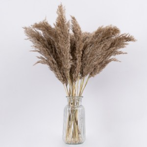 glo-36544-36544_3 GLOBOSTAR® PAMPASGRASS 36544 ΑΠΟΞΗΡΑΜΕΝΟ ΦΥΤΟ ΓΡΑΣΙΔΙ ΤΗΣ ΠΑΜΠΑΣ - ΜΠΟΥΚΕΤΟ ΔΙΑΚΟΣΜΗΤΙΚΩΝ 