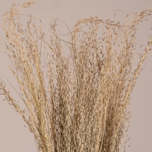 glo-36545-36545_2 GLOBOSTAR® SILVERHAIRGRASS 36545 ΑΠΟΞΗΡΑΜΕΝΟ ΦΥΤΟ ΑΣΗΜΕΝΙΑ ΧΛΟΗ - ΜΠΟΥΚΕΤΟ ΔΙΑΚΟΣΜΗΤΙΚΩΝ Κ