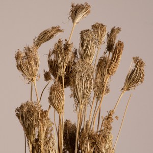 glo-36546-36546_2 GLOBOSTAR® WILDCARROT 36546 ΑΠΟΞΗΡΑΜΕΝΟ ΦΥΤΟ ΑΓΡΙΟ ΚΑΡΟΤΟ - ΜΠΟΥΚΕΤΟ ΔΙΑΚΟΣΜΗΤΙΚΩΝ ΚΛΑΔΙΩΝ