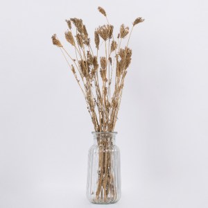glo-36546-36546_3 GLOBOSTAR® WILDCARROT 36546 ΑΠΟΞΗΡΑΜΕΝΟ ΦΥΤΟ ΑΓΡΙΟ ΚΑΡΟΤΟ - ΜΠΟΥΚΕΤΟ ΔΙΑΚΟΣΜΗΤΙΚΩΝ ΚΛΑΔΙΩΝ