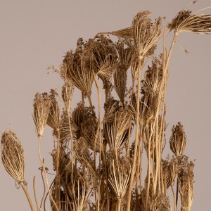 glo-36547-36547_2 GLOBOSTAR® WILDCARROT 36547 ΑΠΟΞΗΡΑΜΕΝΟ ΦΥΤΟ ΑΓΡΙΟ ΚΑΡΟΤΟ - ΜΠΟΥΚΕΤΟ ΔΙΑΚΟΣΜΗΤΙΚΩΝ ΚΛΑΔΙΩΝ