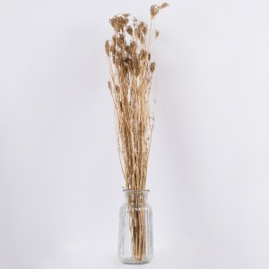 glo-36547-36547_3 GLOBOSTAR® WILDCARROT 36547 ΑΠΟΞΗΡΑΜΕΝΟ ΦΥΤΟ ΑΓΡΙΟ ΚΑΡΟΤΟ - ΜΠΟΥΚΕΤΟ ΔΙΑΚΟΣΜΗΤΙΚΩΝ ΚΛΑΔΙΩΝ