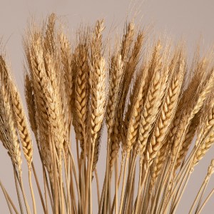 glo-36551-36551_2 GLOBOSTAR® BARLEY 36551 ΑΠΟΞΗΡΑΜΕΝΟ ΦΥΤΟ ΚΡΙΘΑΡΙ - ΜΠΟΥΚΕΤΟ ΔΙΑΚΟΣΜΗΤΙΚΩΝ ΚΛΑΔΙΩΝ ΜΠΕΖ Υ60