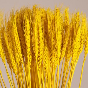 glo-36552-36552_2 GLOBOSTAR® BARLEY 36552 ΑΠΟΞΗΡΑΜΕΝΟ ΦΥΤΟ ΚΡΙΘΑΡΙ - ΜΠΟΥΚΕΤΟ ΔΙΑΚΟΣΜΗΤΙΚΩΝ ΚΛΑΔΙΩΝ ΜΠΕΖ - Κ