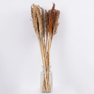glo-36554-36554_3 GLOBOSTAR® BROOMCORN 36554 ΑΠΟΞΗΡΑΜΕΝΟ ΦΥΤΟ ΓΛΥΚΟ ΣΟΡΓΟ - ΜΠΟΥΚΕΤΟ ΔΙΑΚΟΣΜΗΤΙΚΩΝ ΚΛΑΔΙΩΝ Κ