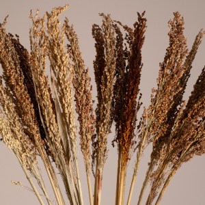 glo-36555-82a4b3_36554_2 GLOBOSTAR® BROOMCORN 36555 ΑΠΟΞΗΡΑΜΕΝΟ ΦΥΤΟ ΓΛΥΚΟ ΣΟΡΓΟ - ΜΠΟΥΚΕΤΟ ΔΙΑΚΟΣΜΗΤΙΚΩΝ ΚΛΑΔΙΩΝ Κ
