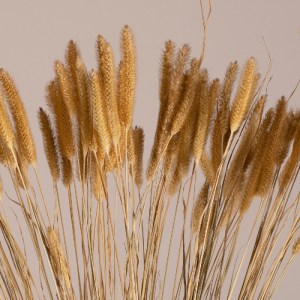 glo-36557-36557_2 GLOBOSTAR® SETARIA 36557 ΑΠΟΞΗΡΑΜΕΝΟ ΦΥΤΟ ΣΕΤΑΡΙΑ - ΜΠΟΥΚΕΤΟ ΔΙΑΚΟΣΜΗΤΙΚΩΝ ΚΛΑΔΙΩΝ ΜΠΕΖ Υ6