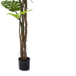 pak-316-000006-2 ΔΙΑΚΟΣΜΗΤΙΚΟ ΦΥΤΟ ΣΕ ΓΛΑΣΤΡΑ MONSTERA III INART ΠΡΑΣΙΝΟ PP Υ180ΕΚ