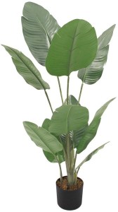 pol-032215 ΔΙΑΚΟΣΜΗΤΙΚΟ ΦΥΤΟ BANANA PEVA ΣΕ ΓΛΑΣΤΡΑ -120